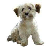 Bichon Yorkie