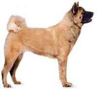 Akita Inu