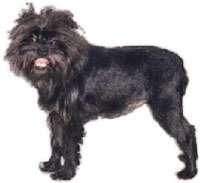Affenpinscher