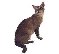 Burmilla