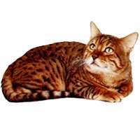 Bengal