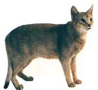 Abyssinian
