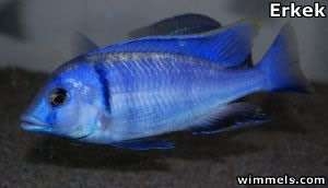 Placidochromis electra